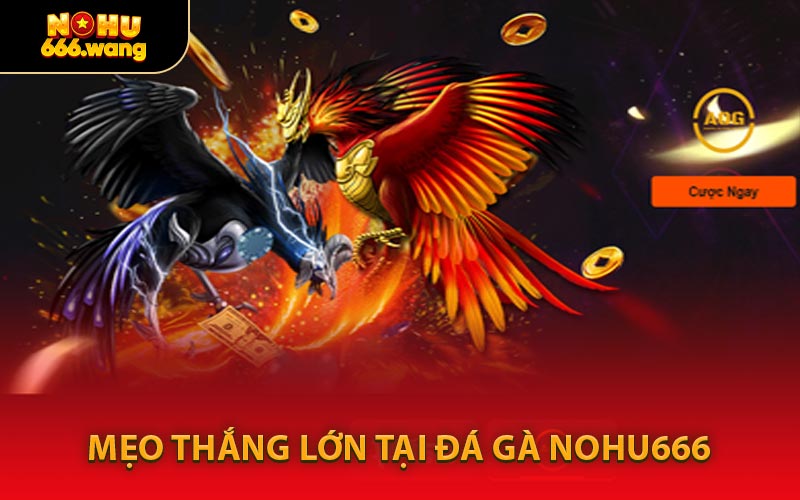 Mẹo Thắng Lớn Tại Đá Gà NOHU666