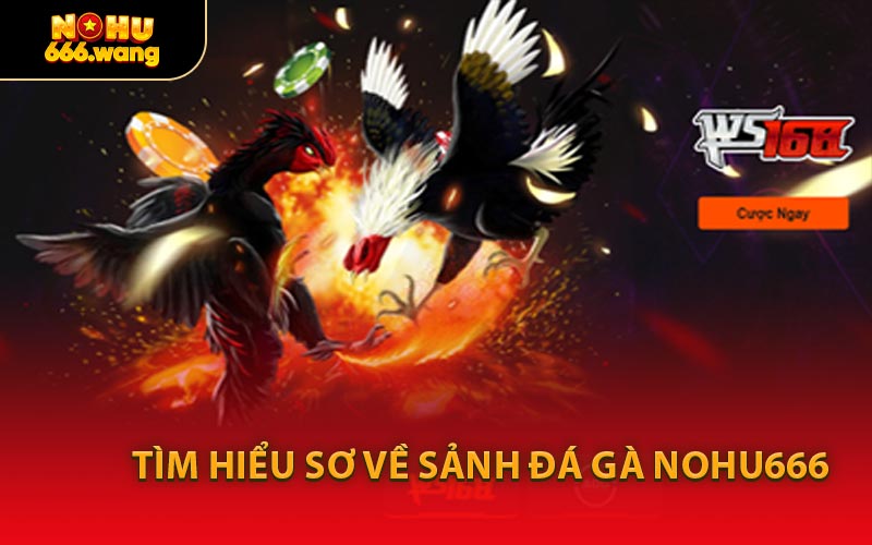 Tìm Hiểu Sơ Về Sảnh Đá Gà NOHU666